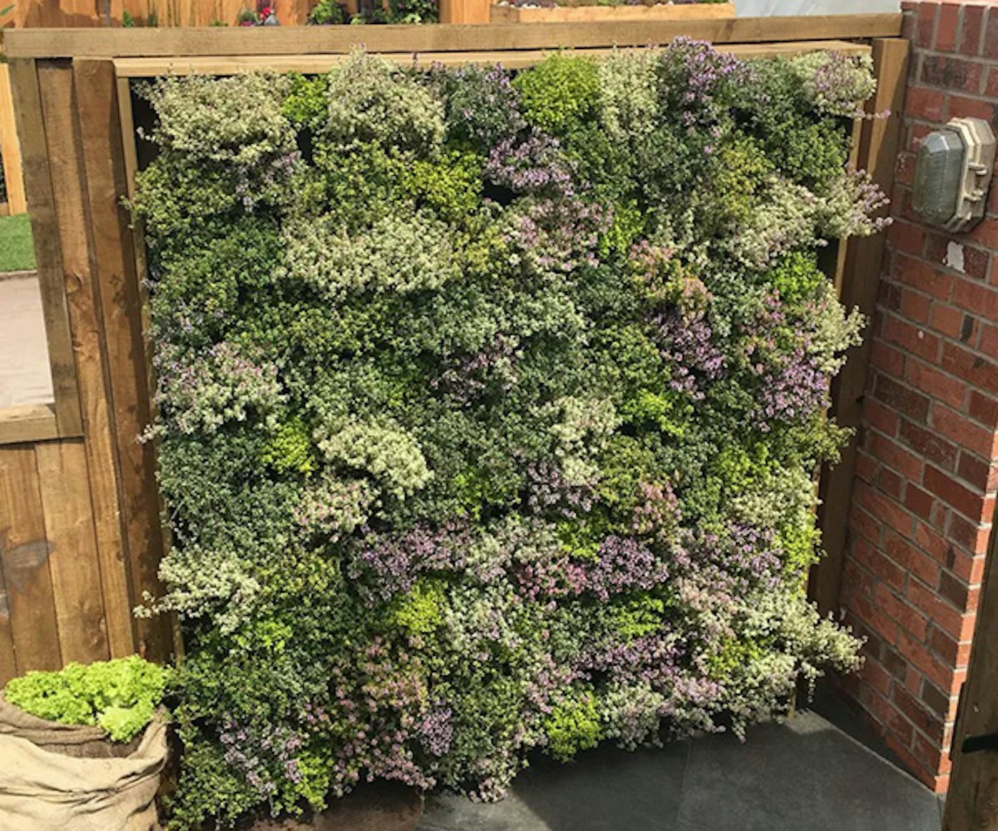 Living wall vertical planting starter kit