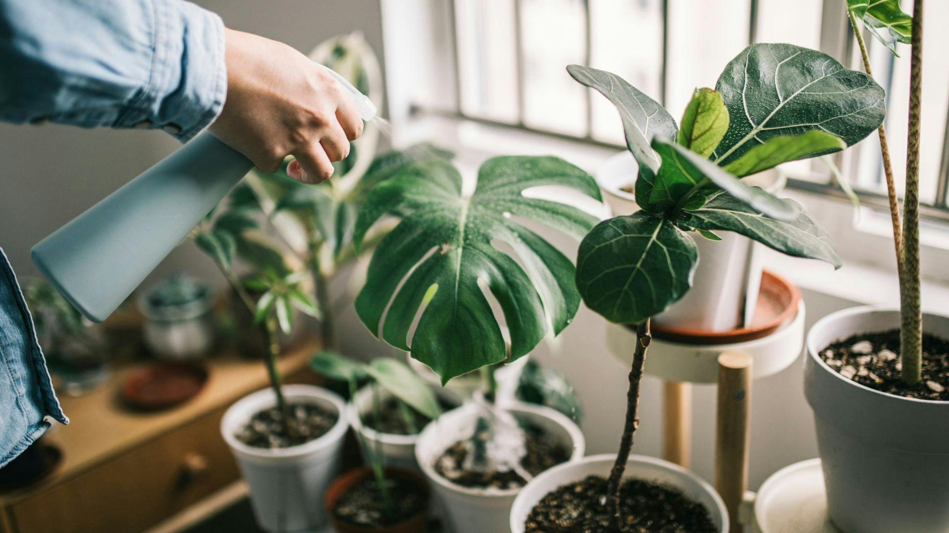 Best plant misters and water sprays for indoor plants