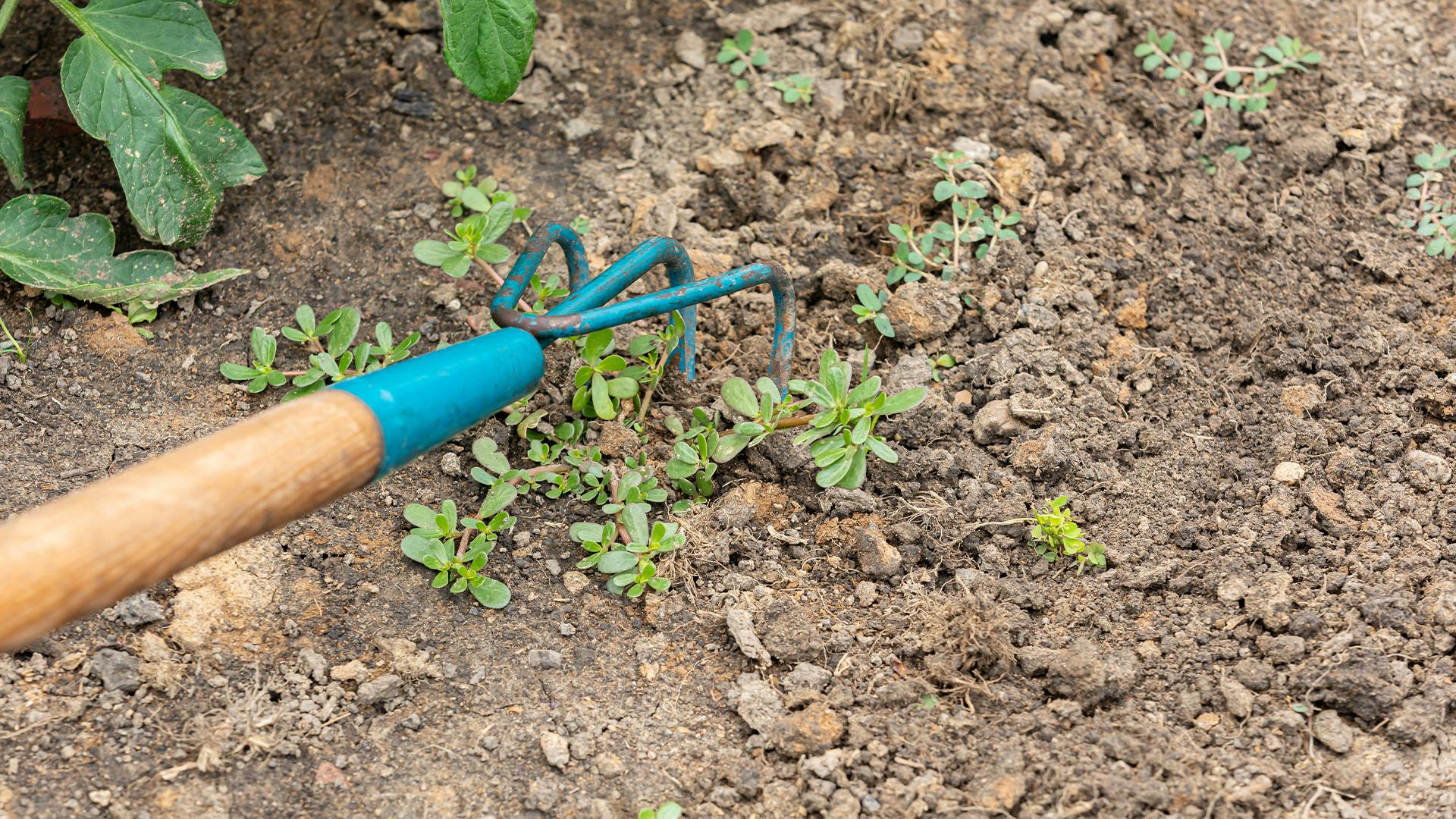 Best Soil Cultivator Tools