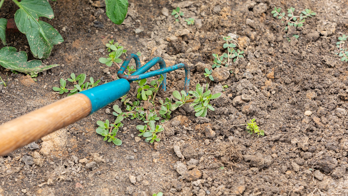 Removing weeds in garden with soil cultivator