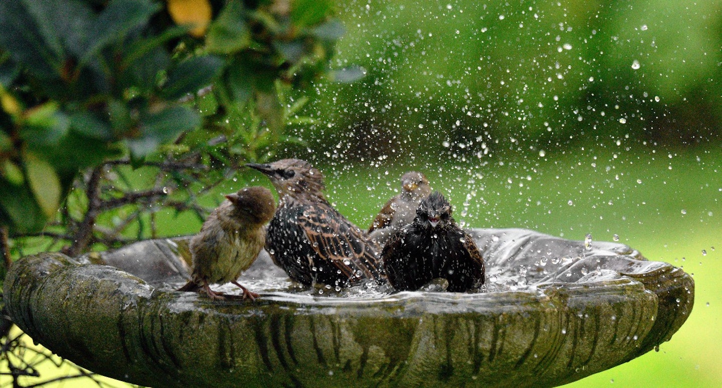 best-bird-bath