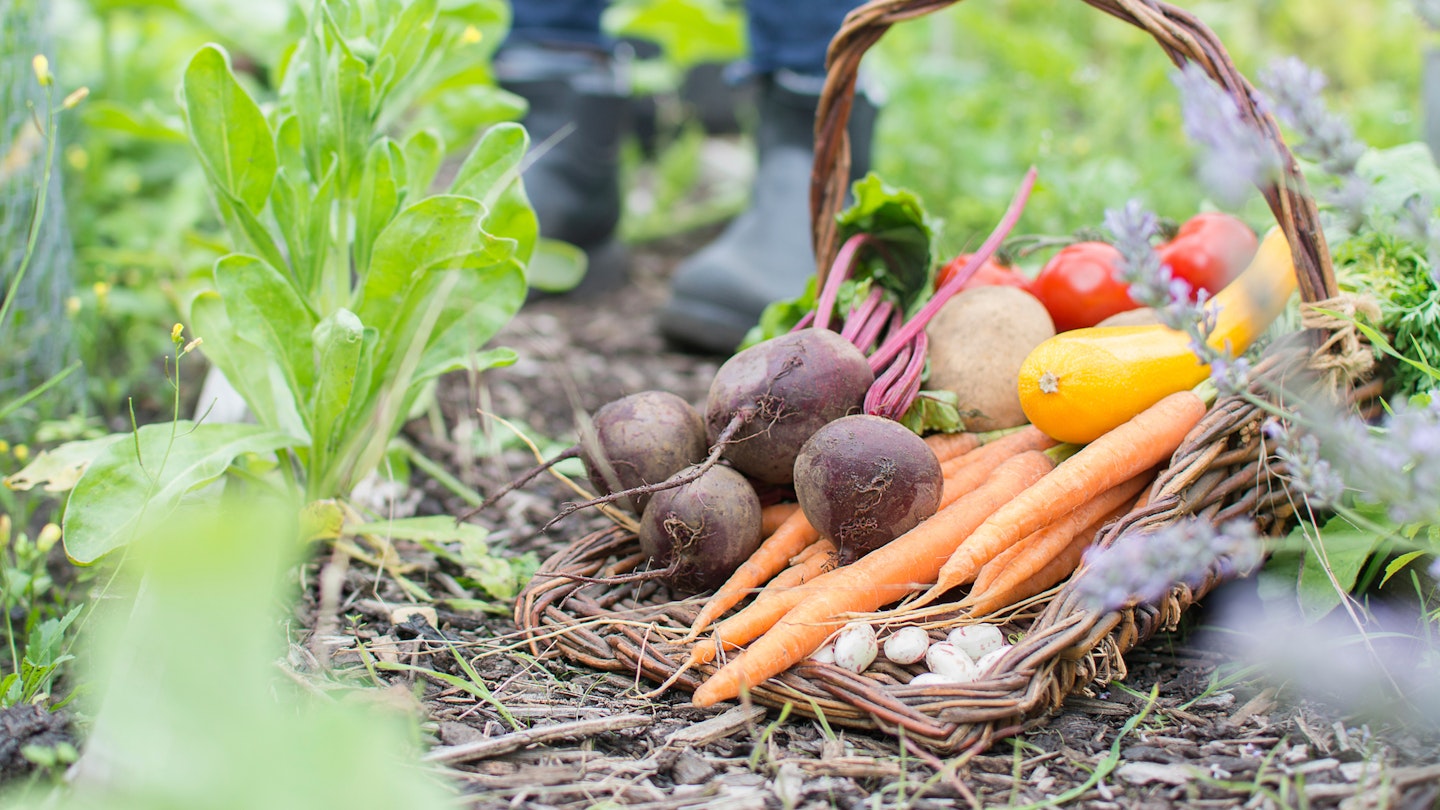 Grow your own veg