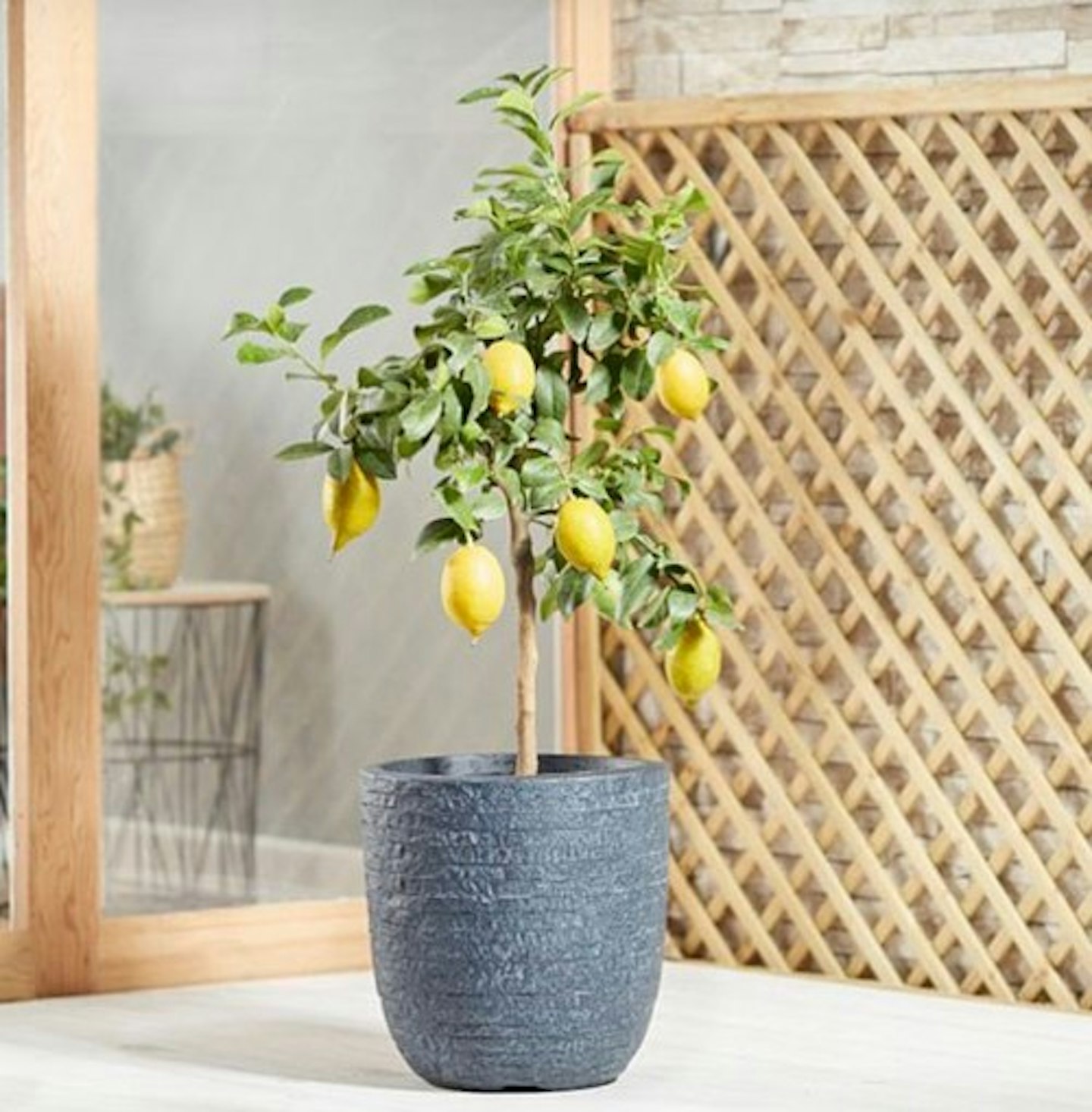 Citrus Tree - Lemon