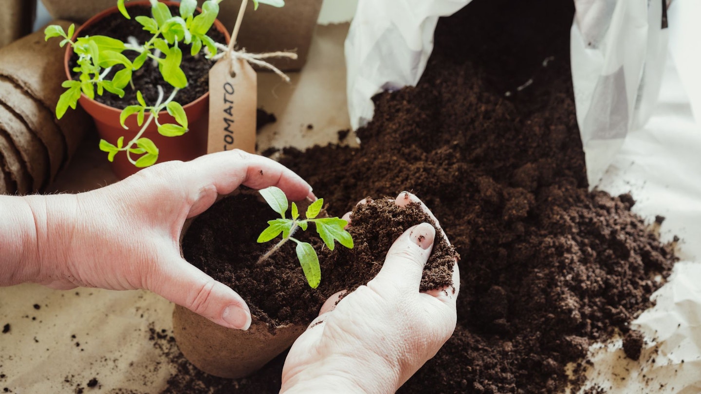Gardener hands transplanting tomato seedlings sprouts in peat pots soil. Organic cultivation of vegetables, green gardening. Healthy lifestyle concepts.