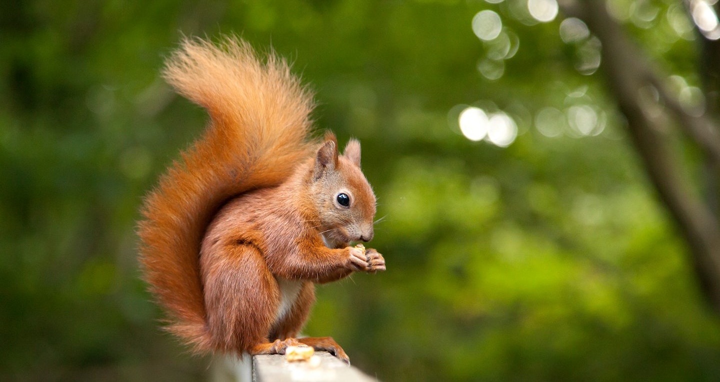 best-squirrel-baffles