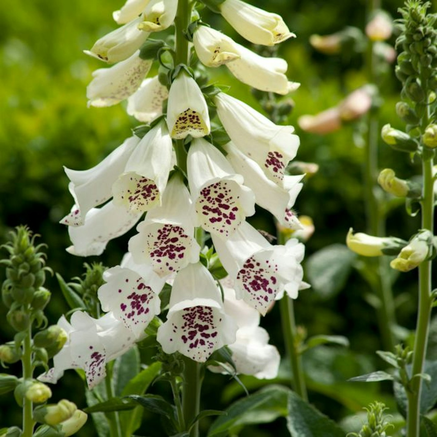 Digitalis 'Dalmatian White' F1 (Foxglove)