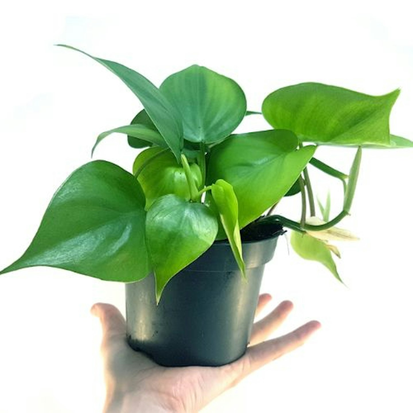 Heart Leaf Philodendron