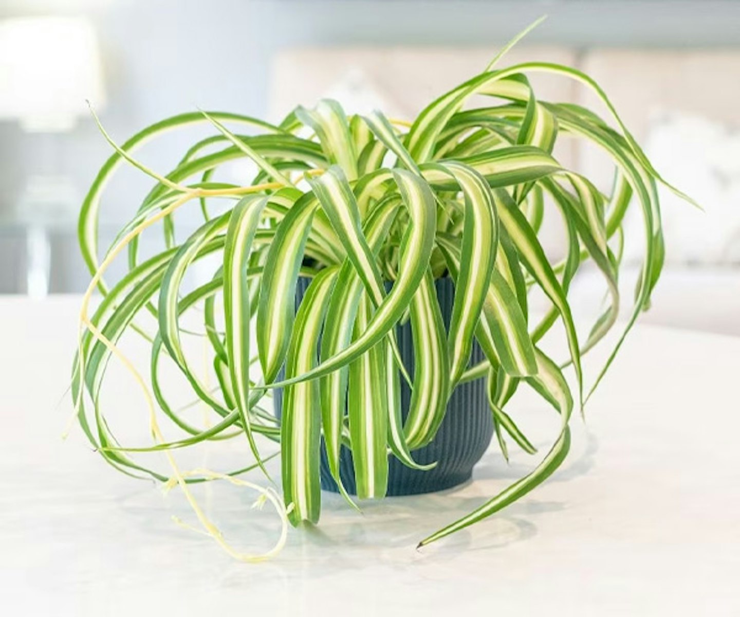 Spider plant