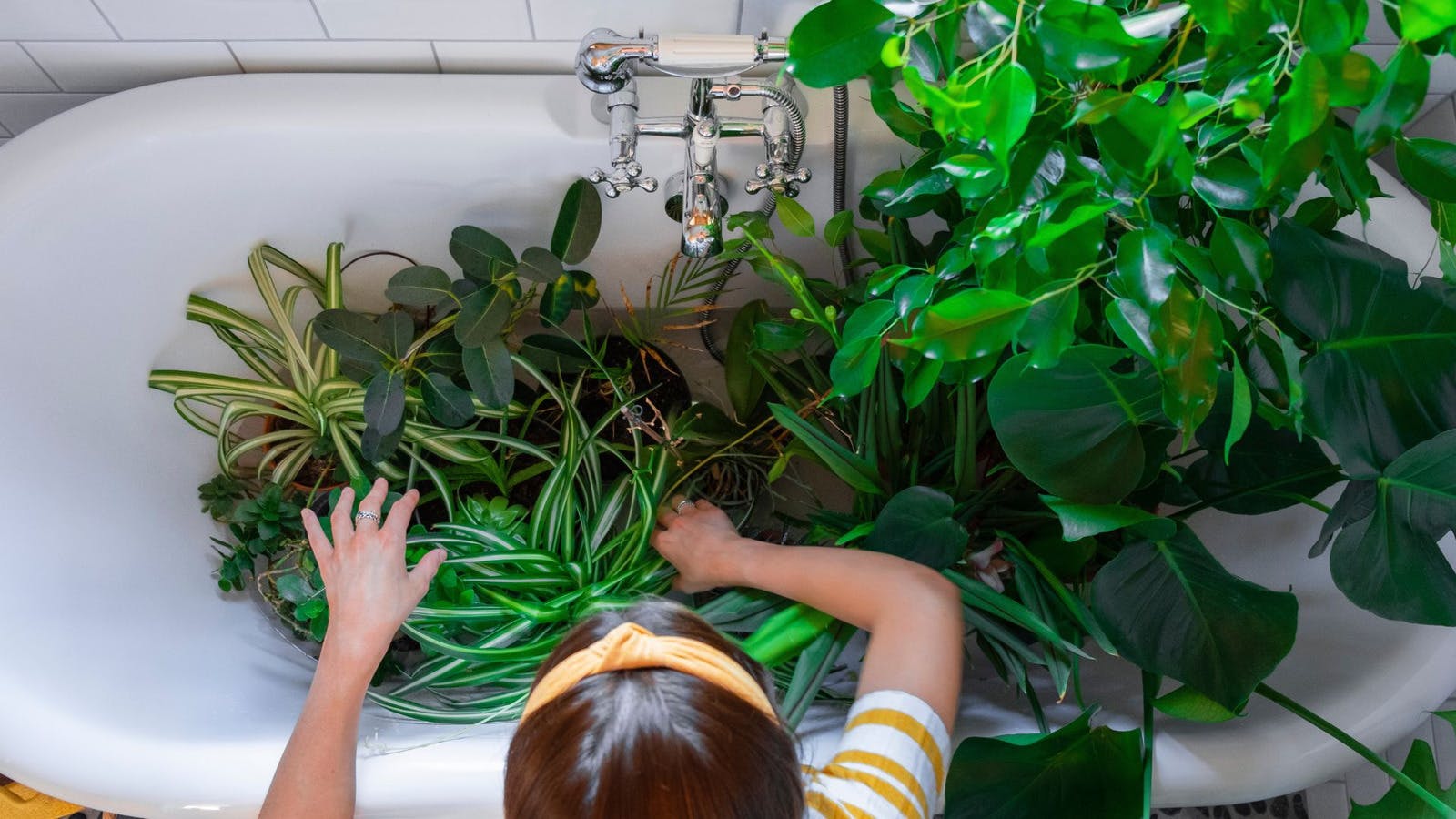 The Best Bathroom Plants For A Purified, Urban Jungle