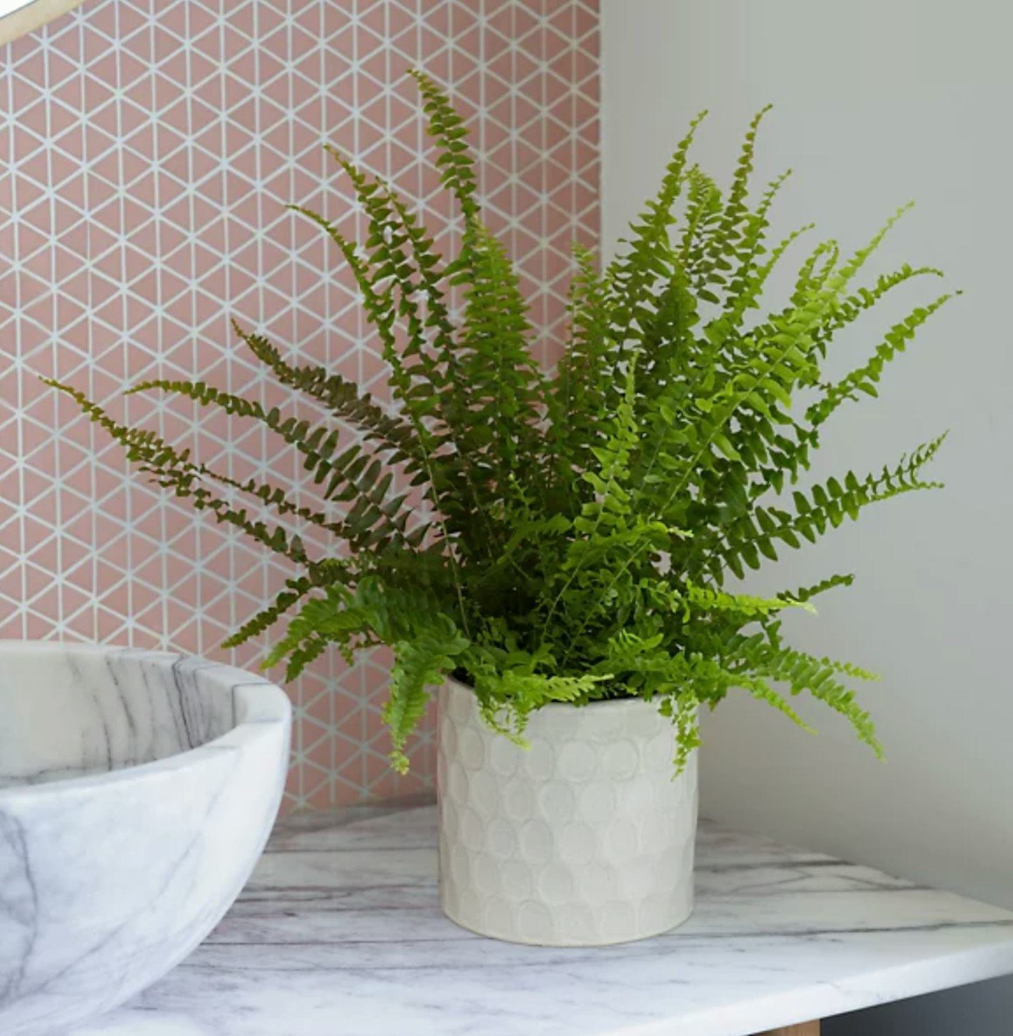 boston fern