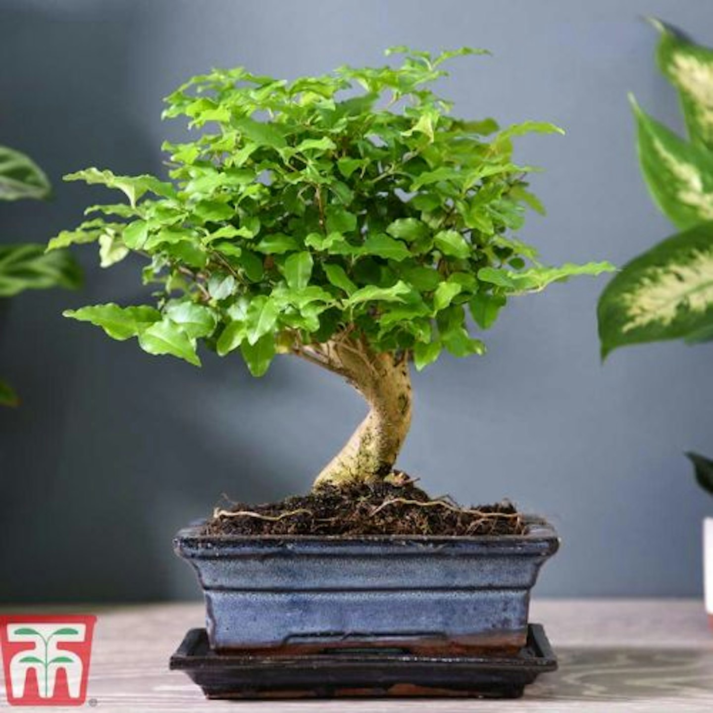 Bonsai Ligustrum (House Plant)