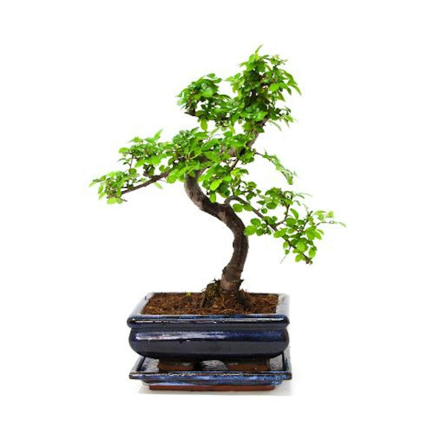 Bonsai Tree, Chinese Elm, 20-25cmTall With ceramic tray