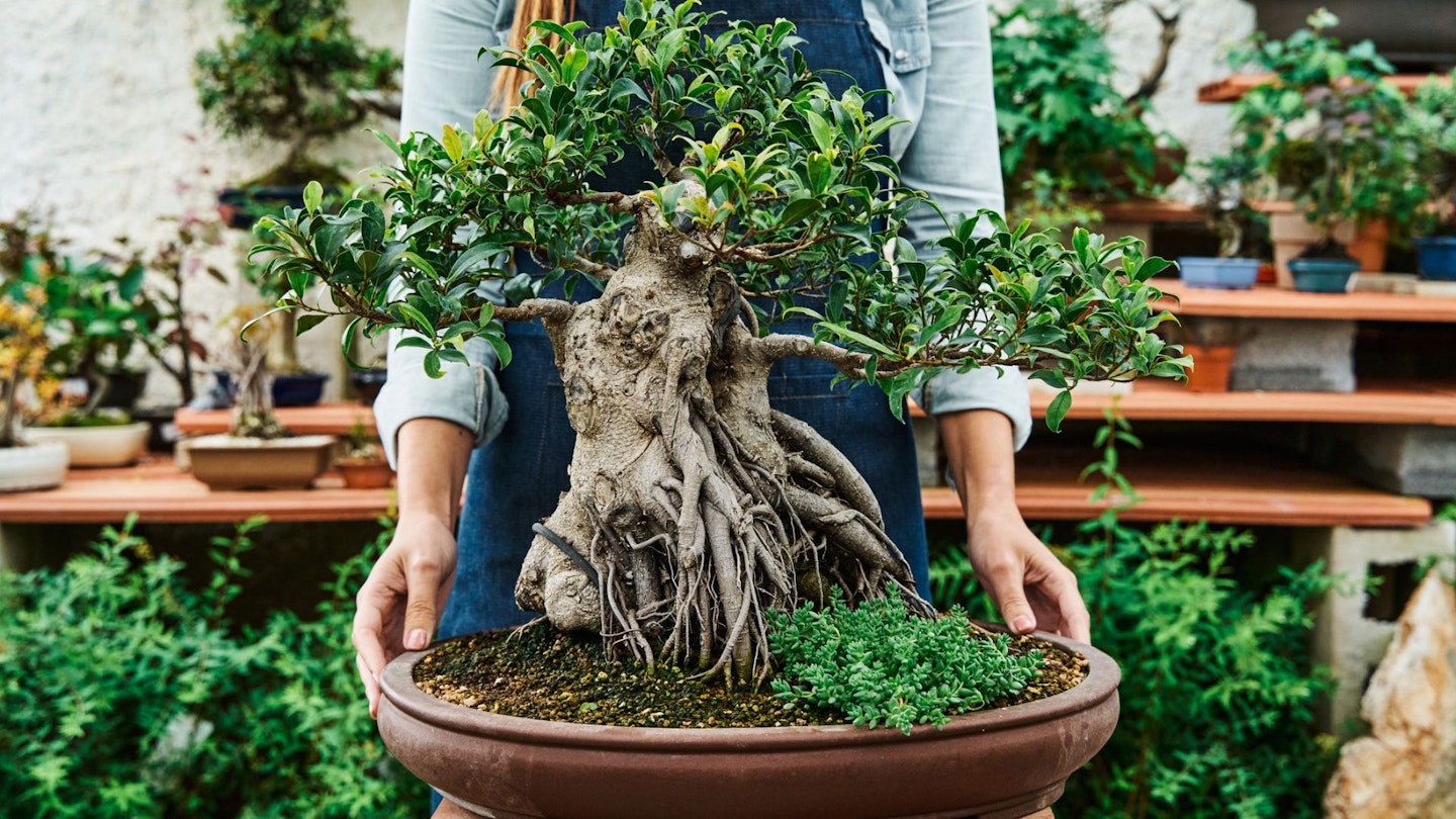 Bonsai tree