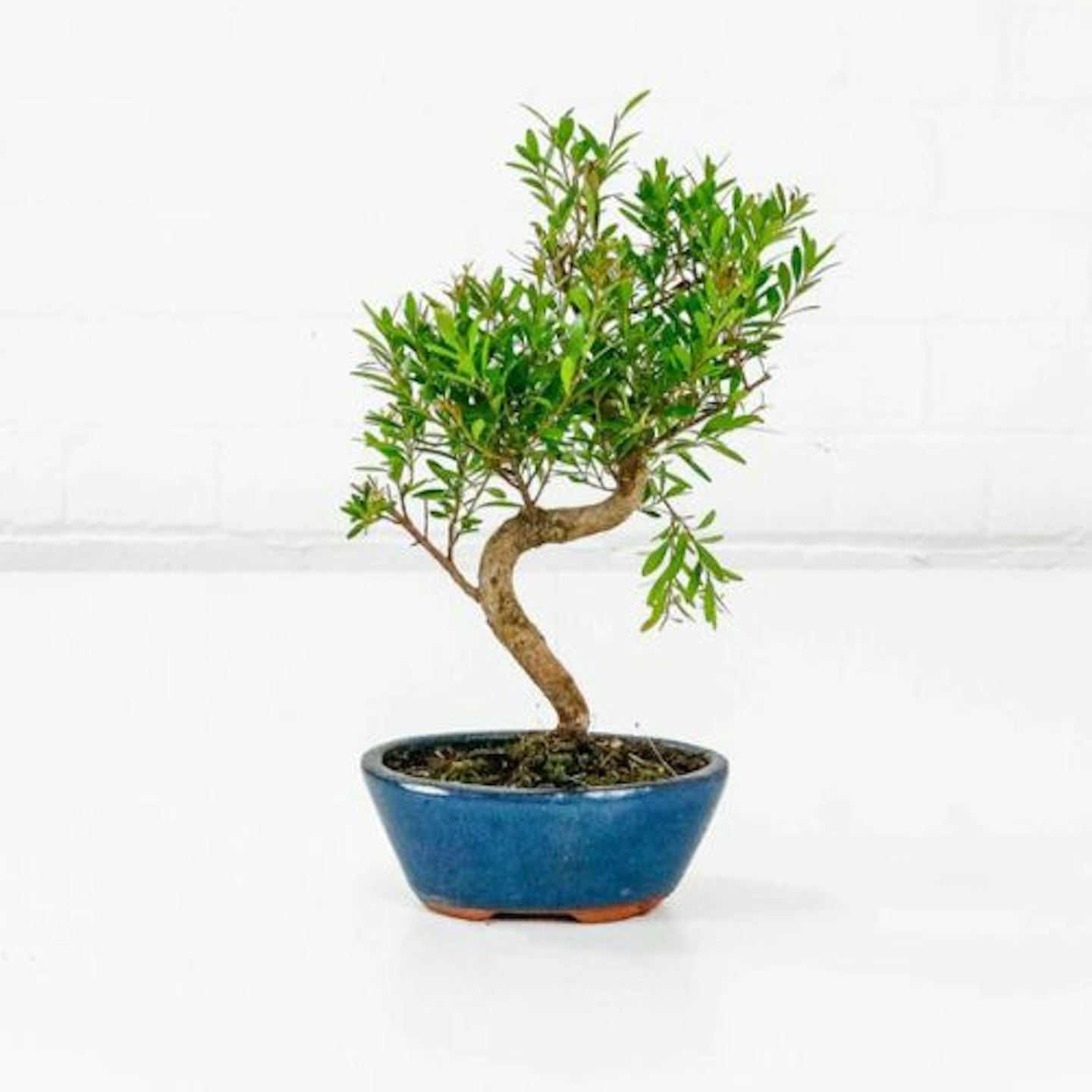 Brush Cherry Bonsai (Syzygium)