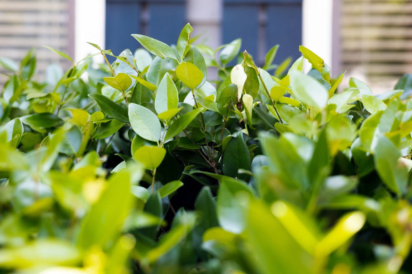 front garden hedge