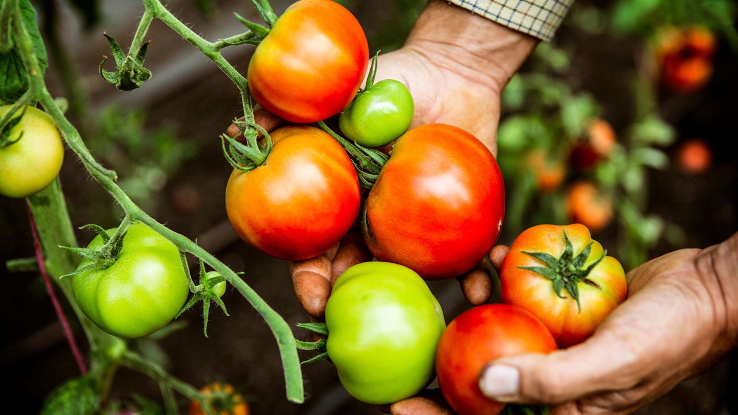 High angle close up of farmer holding bunch of fresh tomatoes. - stock photo