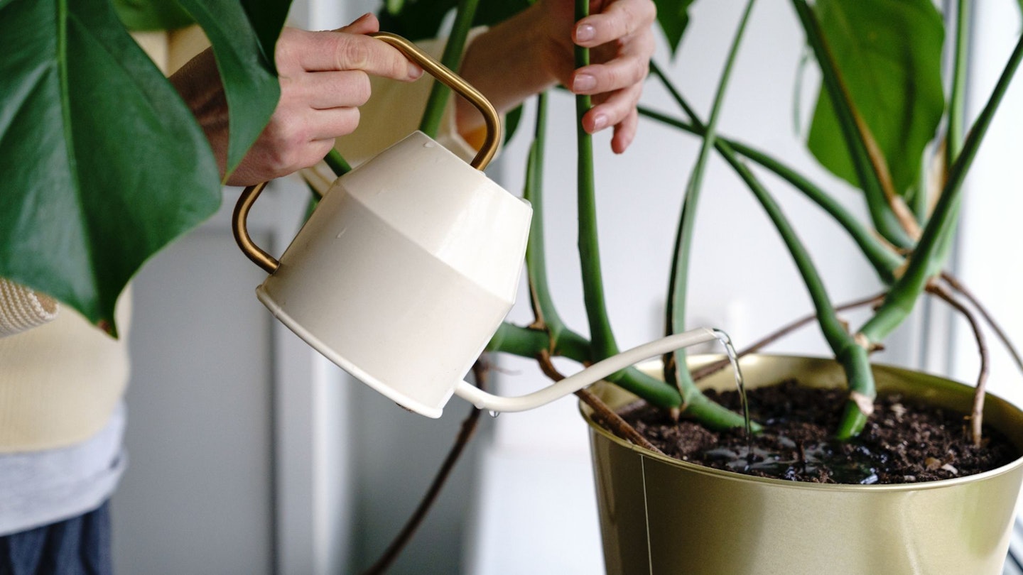 Indoor plant pot - woman watering plant