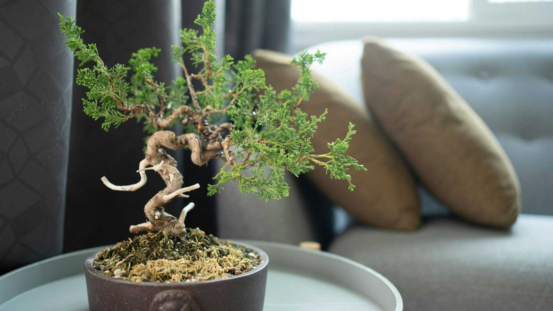 bonsai ficus styles