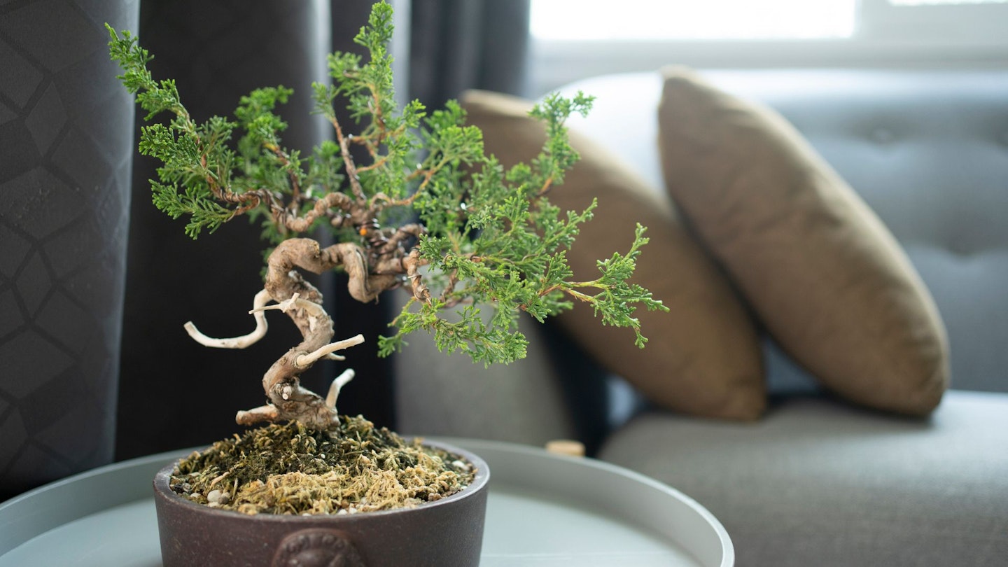 Selective focus japanese itoigawa shimpaku pine trees bonsai at living room - stock photo