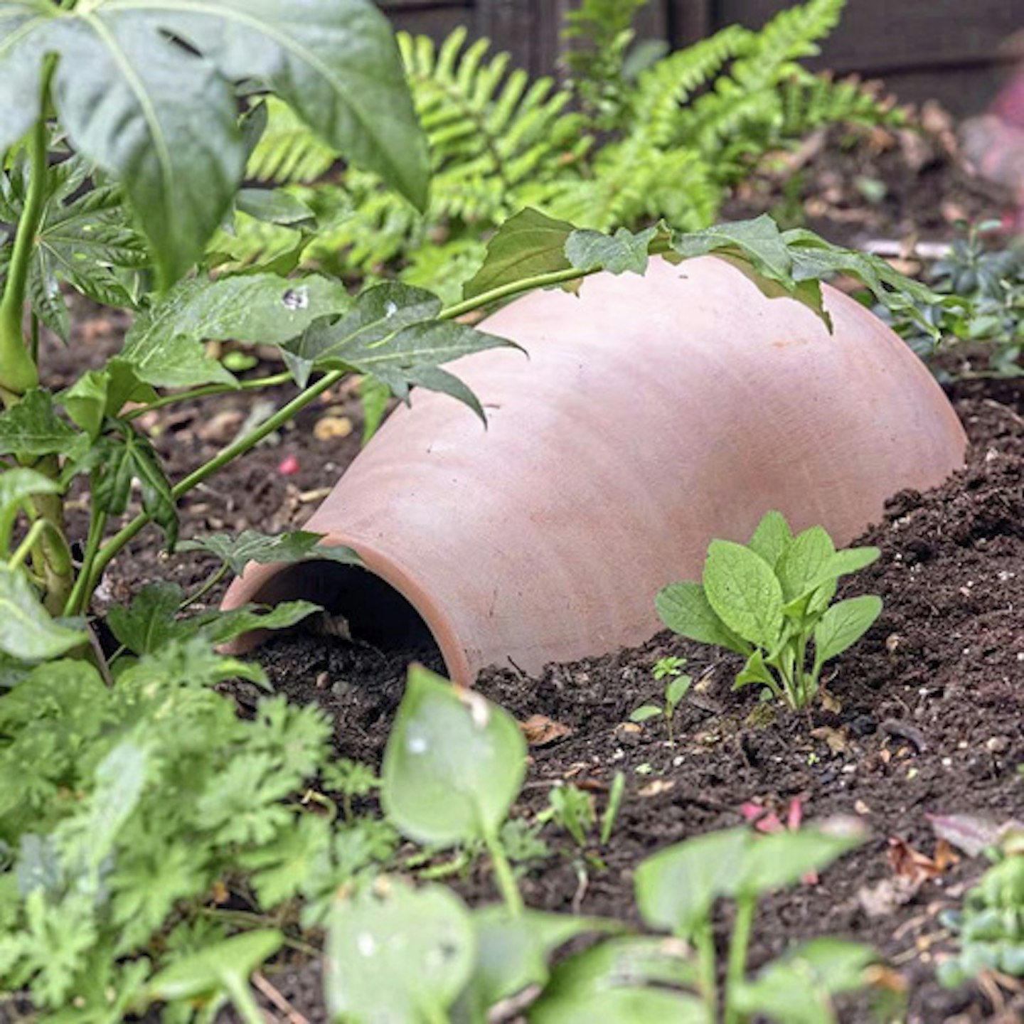 Hedgehog House/Pot