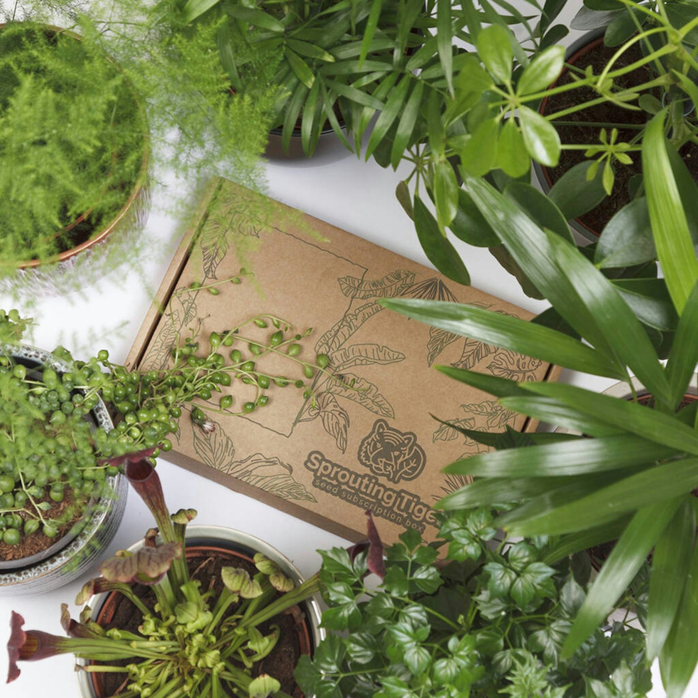 Monthly Tropical Houseplant Seed Subscription Box