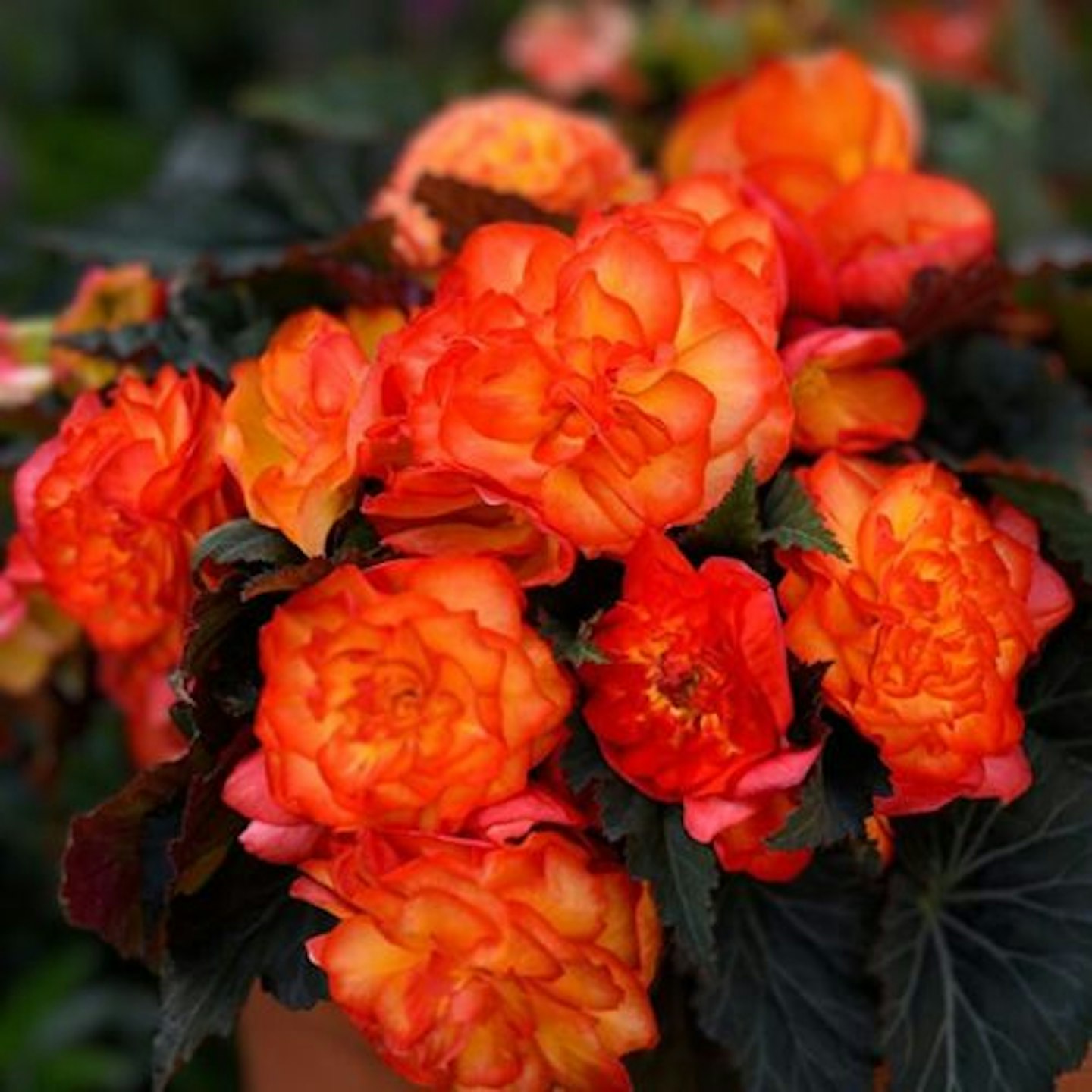 Begonia Nonstop Fire