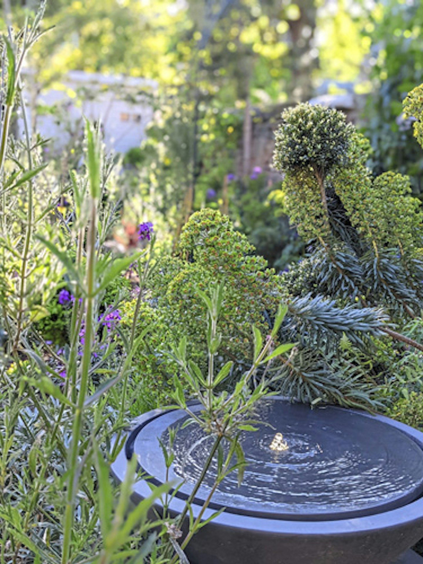 Euphorbia planted around the edge of a water feature