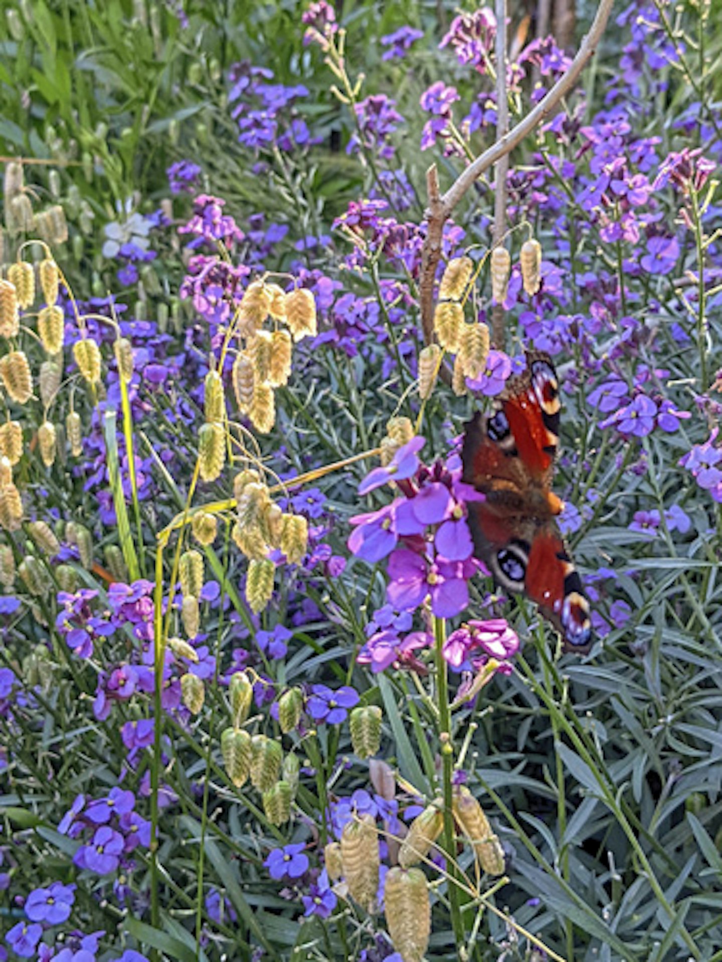 A butterfly on a Erysimum ‘Bowles’s Mauve’ flower