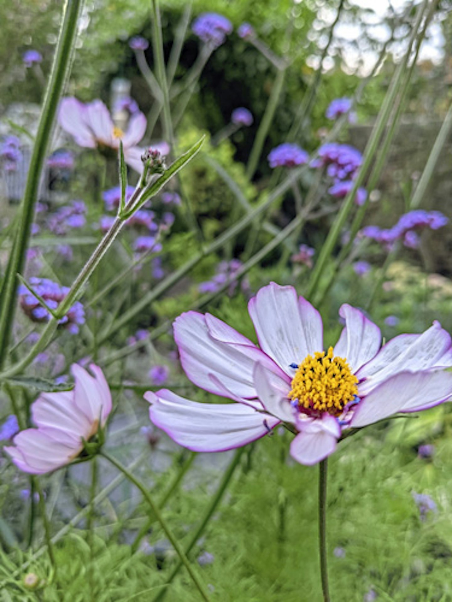 Purple cosmos flower