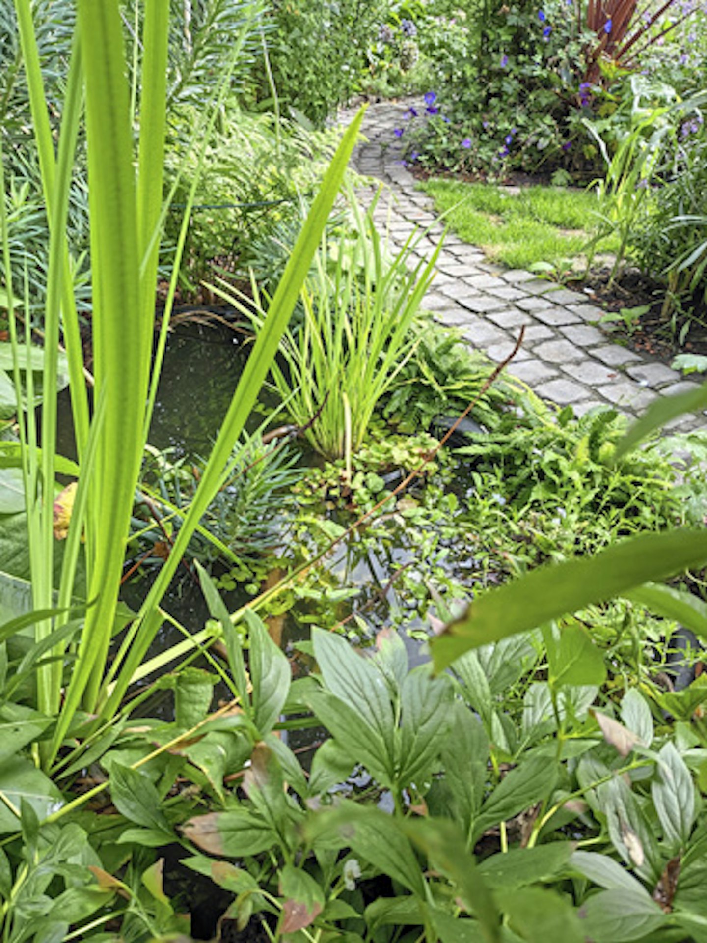 lush leaves around the edges of a pond