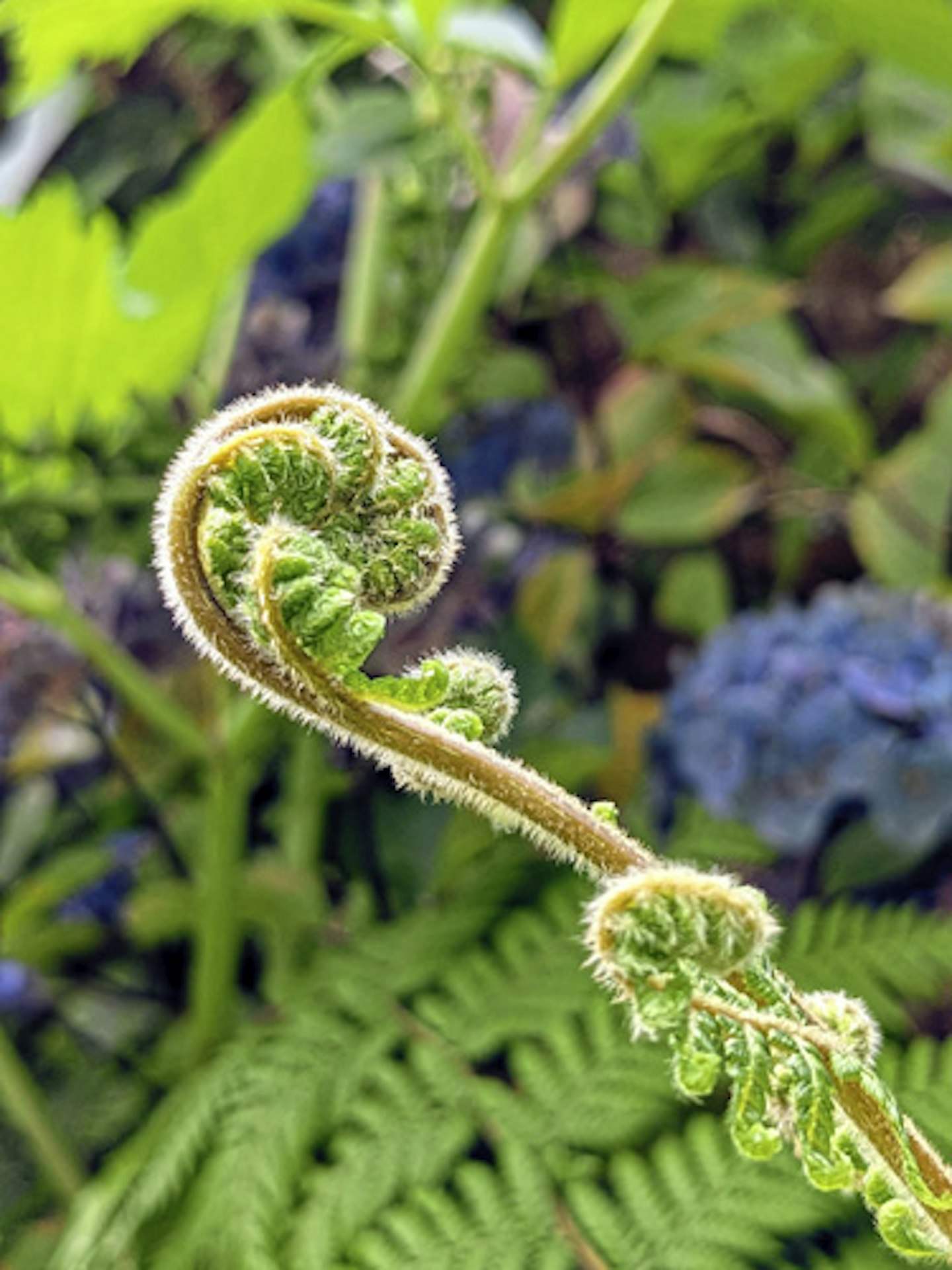 Unfurling tree fern frond