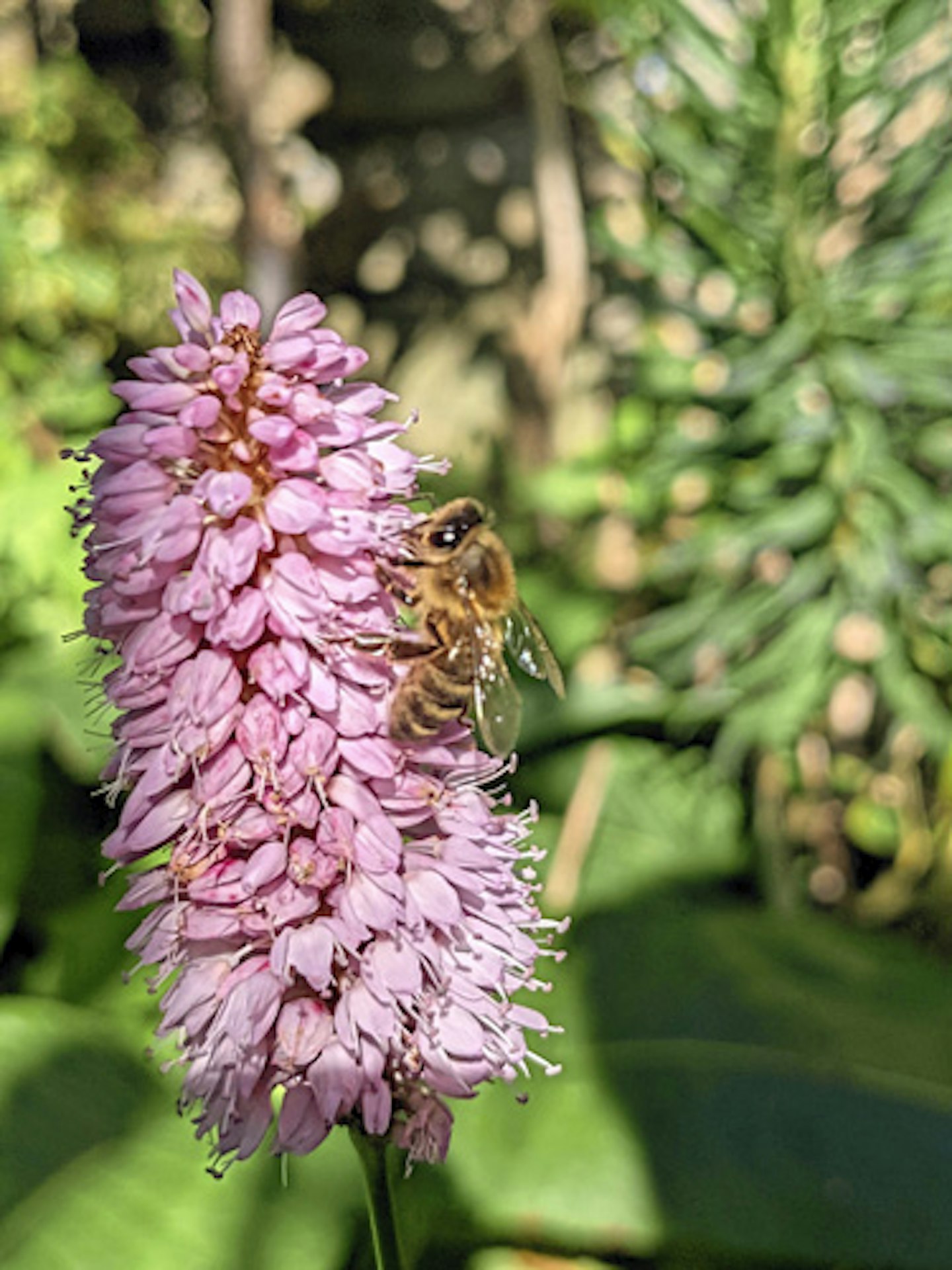 Pink Persicaria bistorta