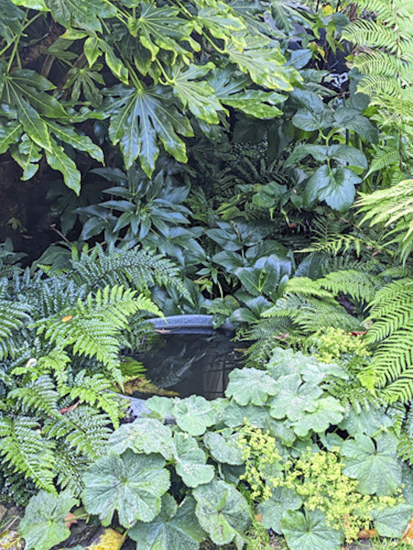 A shady corner shines with light-reflecting glossy evergreen leaves and a micropond