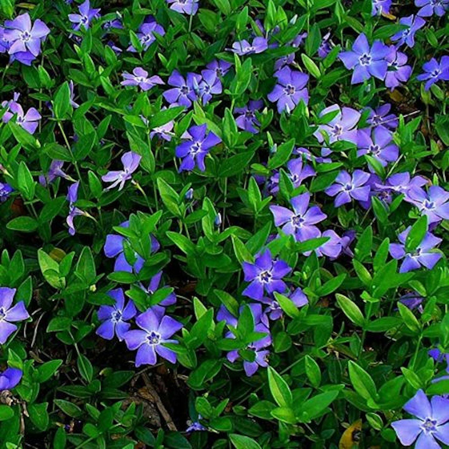 VINCA Minor Small Blue Periwinkle