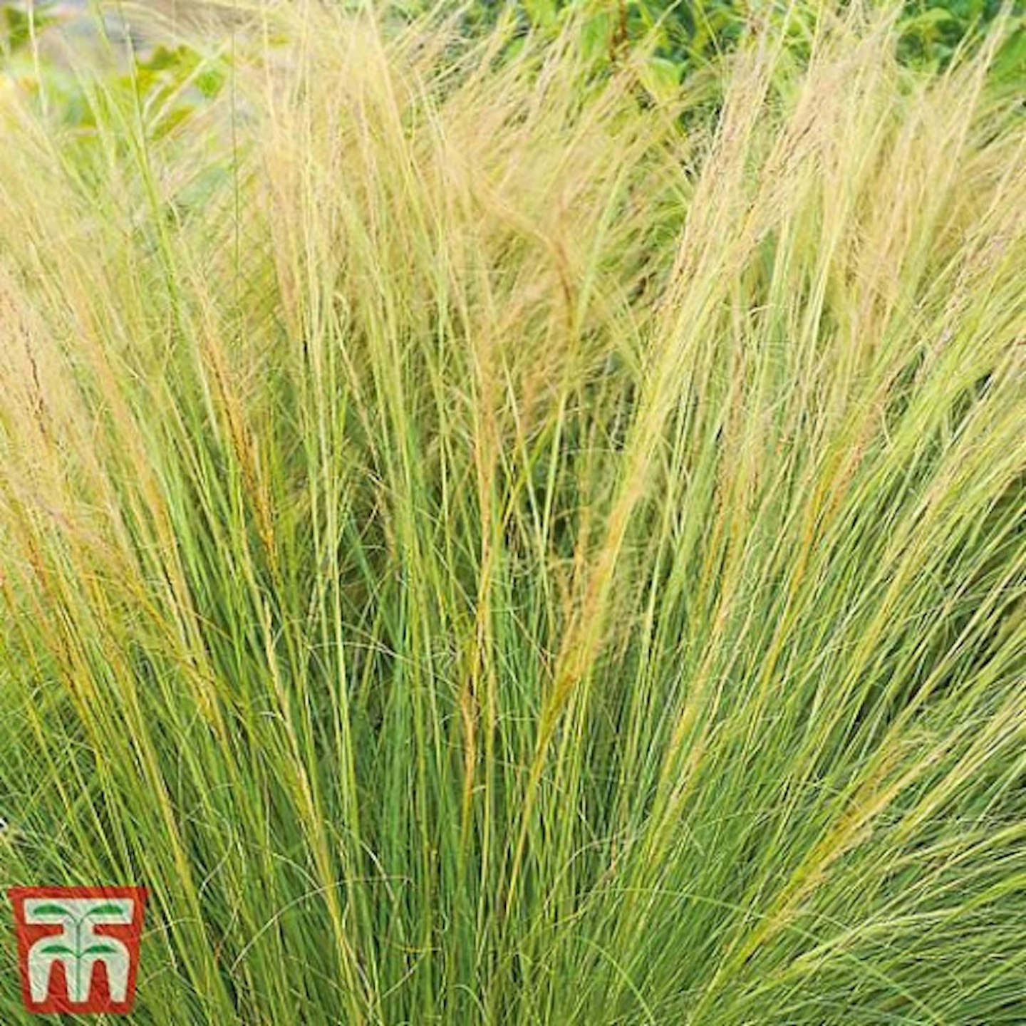 Mexican Feather Grass