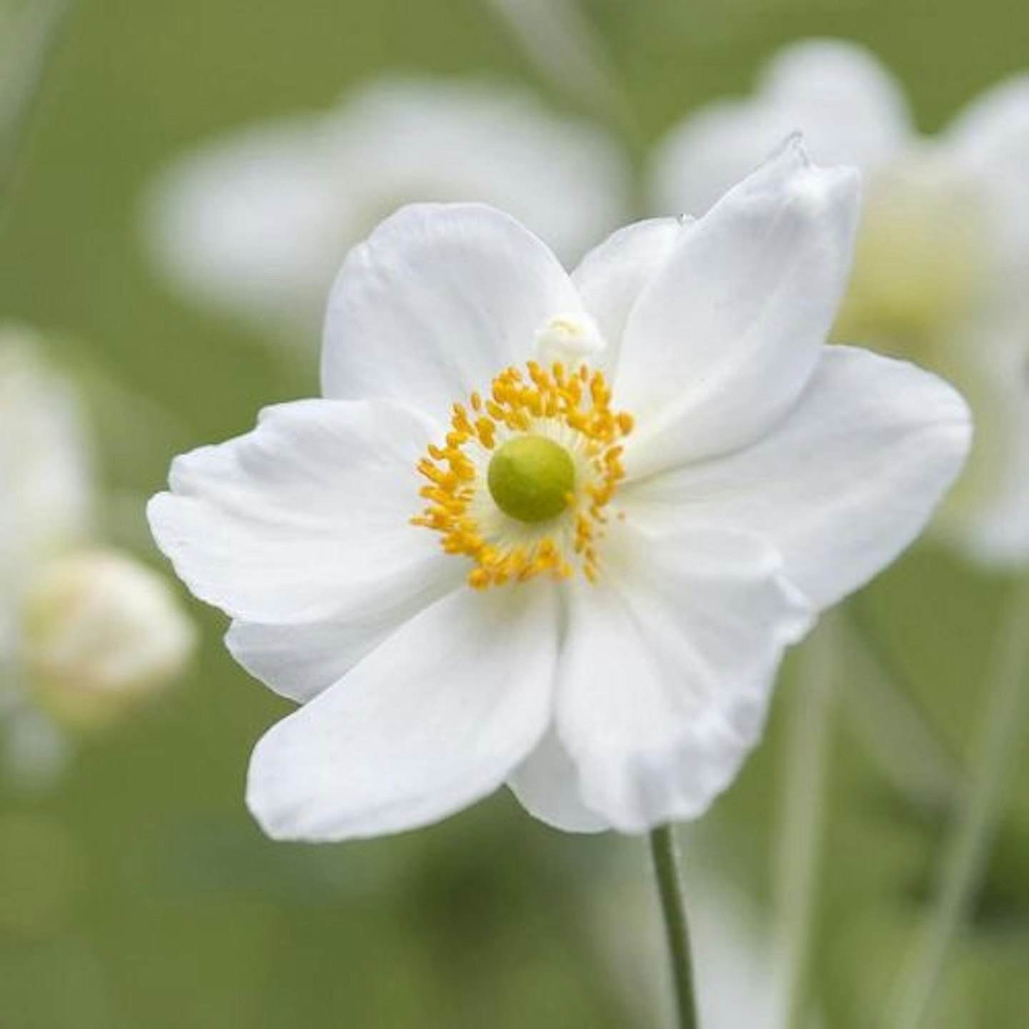 Anemone × hybrida 'Honorine Jobert'