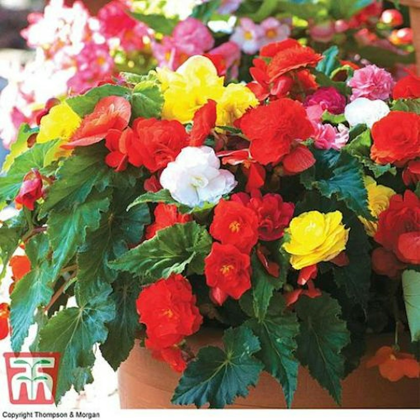 Begonia 'Nonstop Mixed'