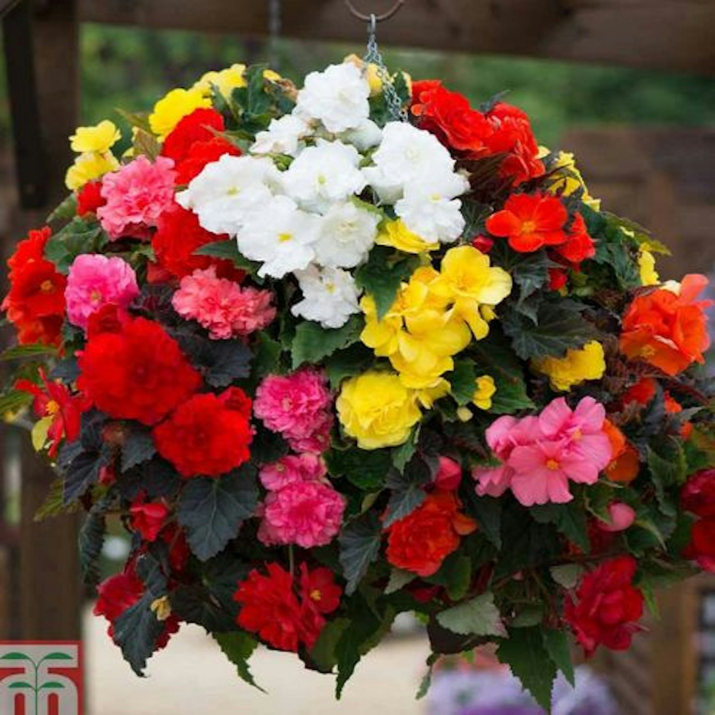 Begonia 'Nonstop Mixed'