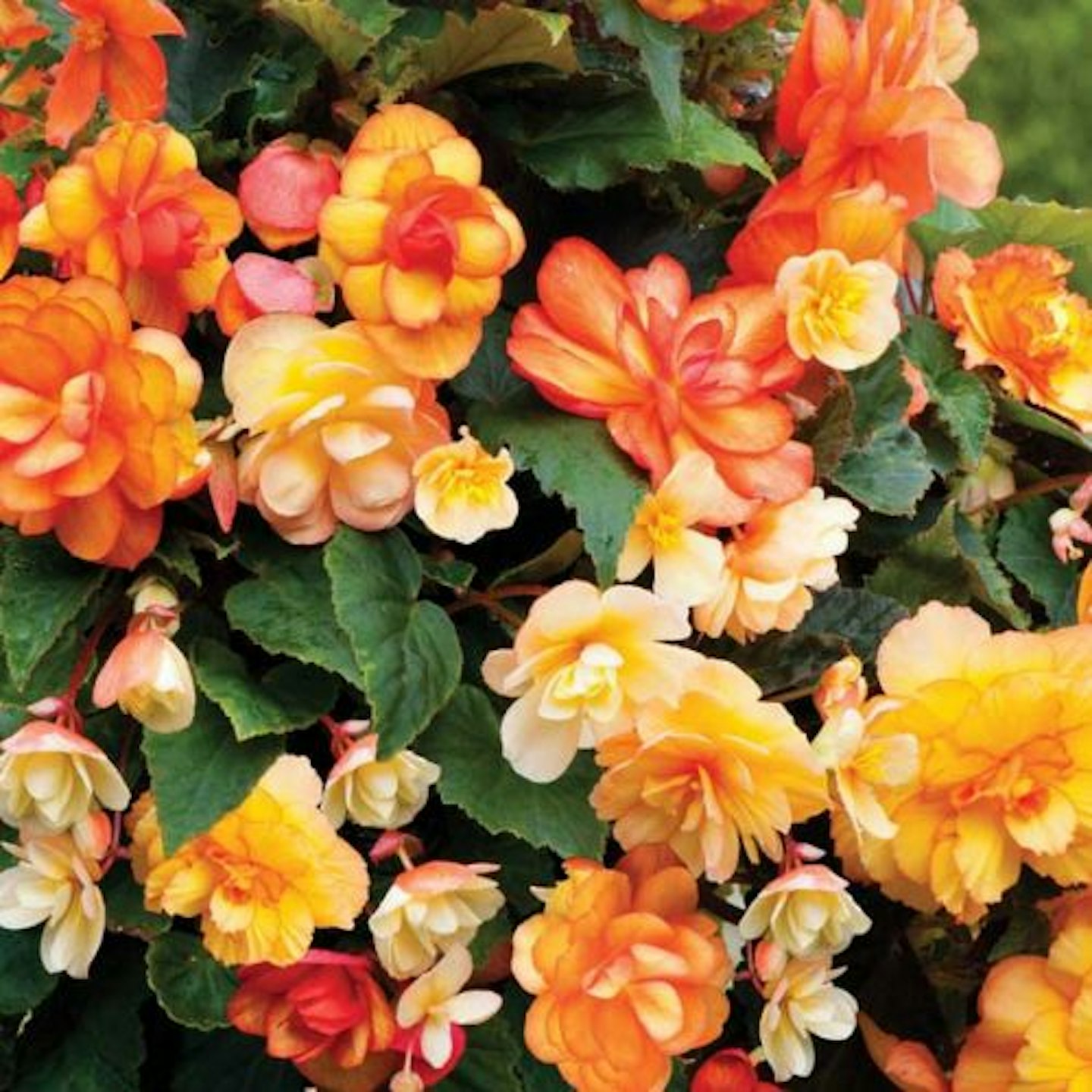 Begonia x tuberhybrida 'Apricot Shades Improved' F1 Hybrid