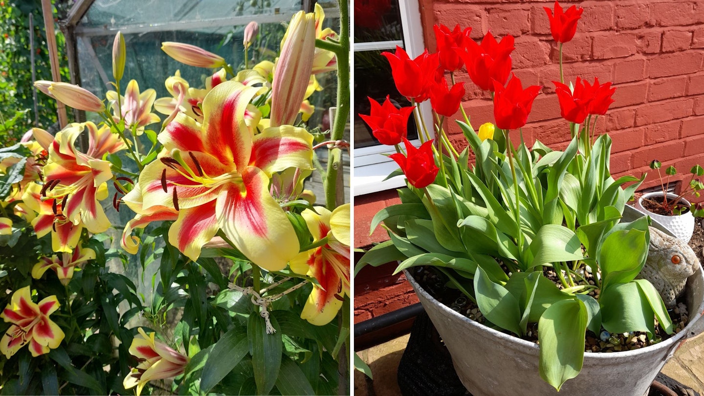 Thriving flowers in a sunny garden