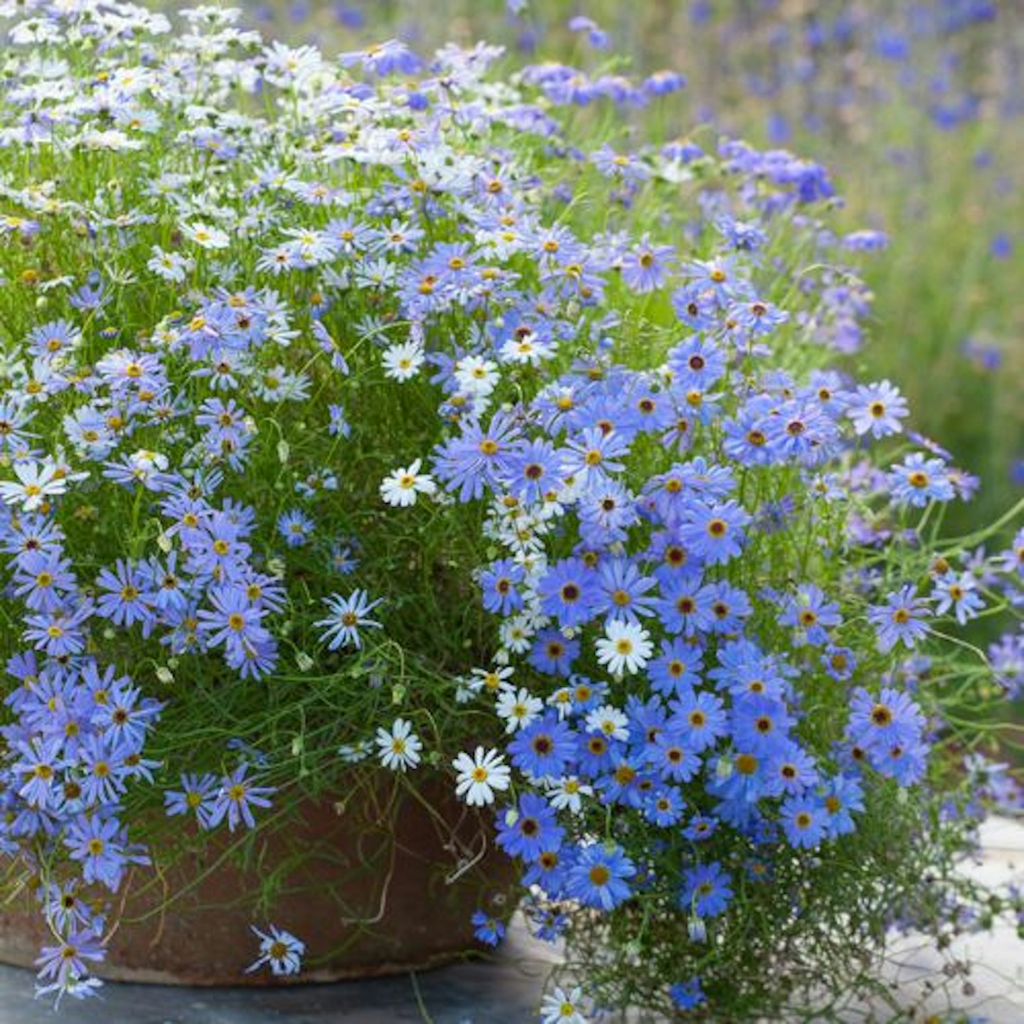 Brachyscome multifida 'Blue and White mix'