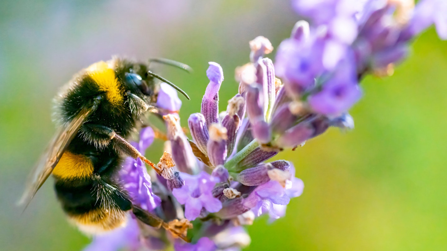 Best Plants for Bees and Birds UK 2023