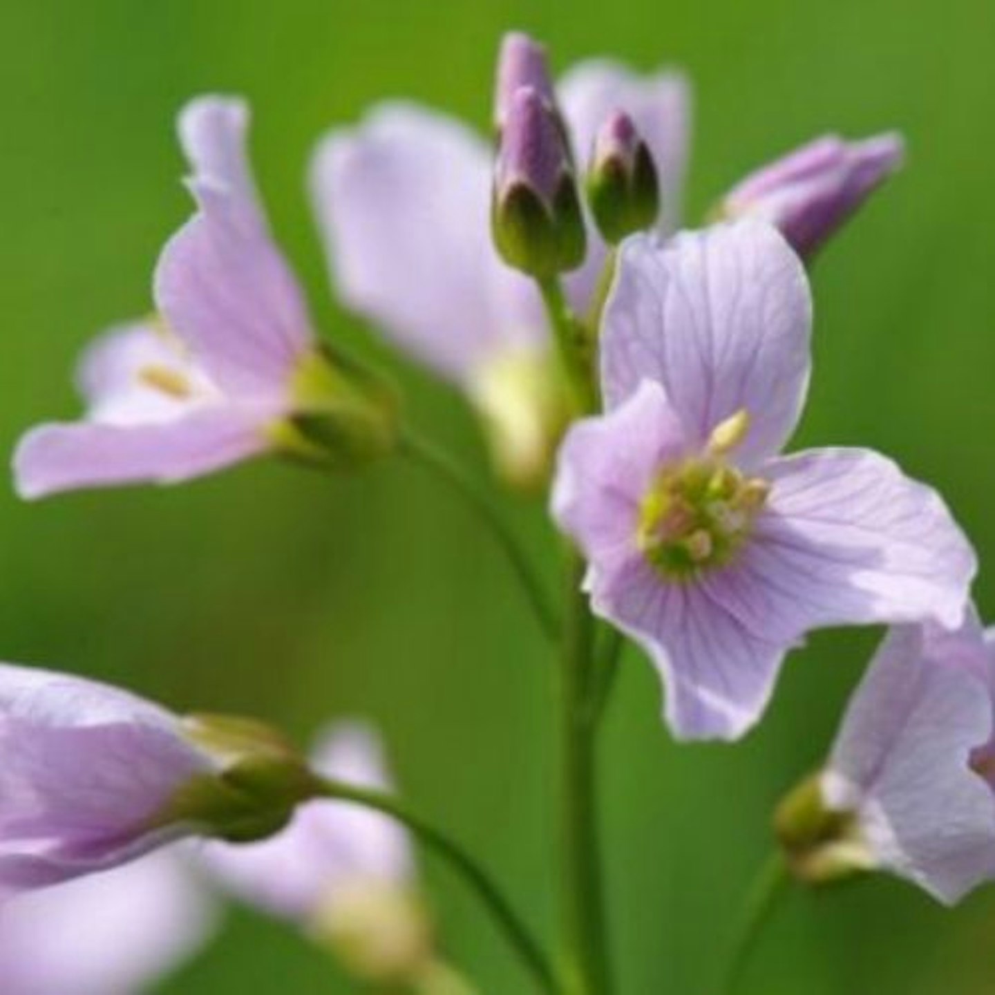 Cardamine pratensis