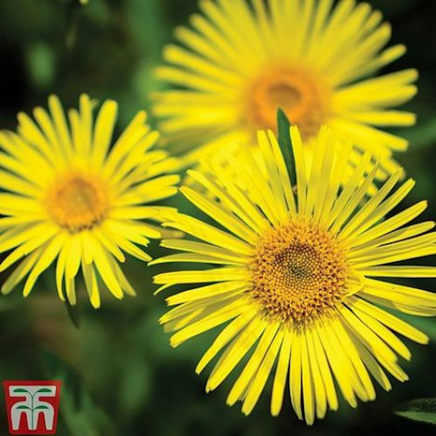 Doronicum caucasicum 'Little Leo' Leopard's Bane