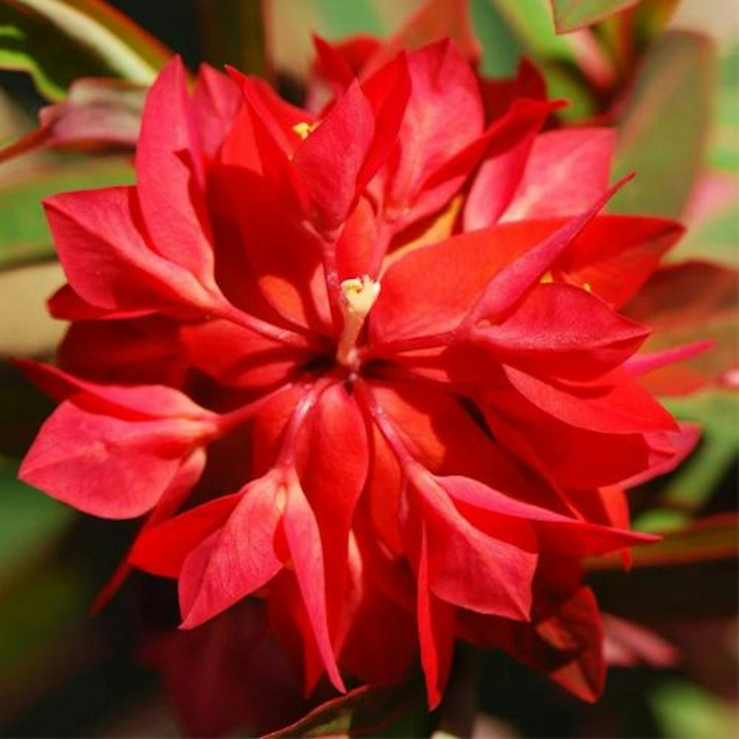 Euphorbia Griffithii Fireglow