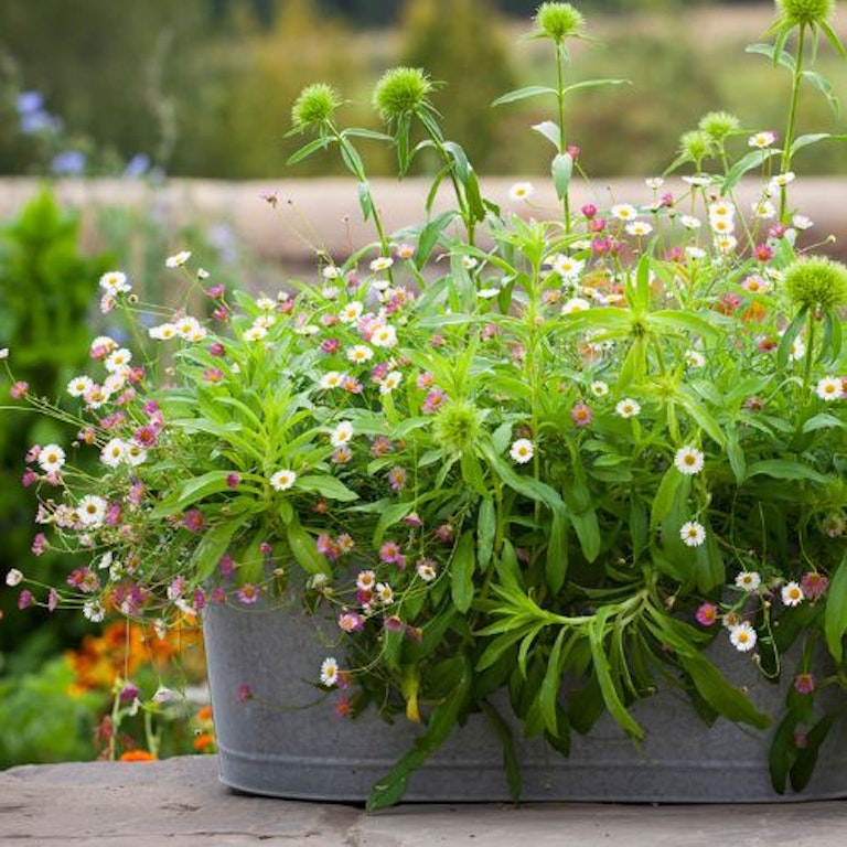 Best Plants for Window Boxes UK 2023