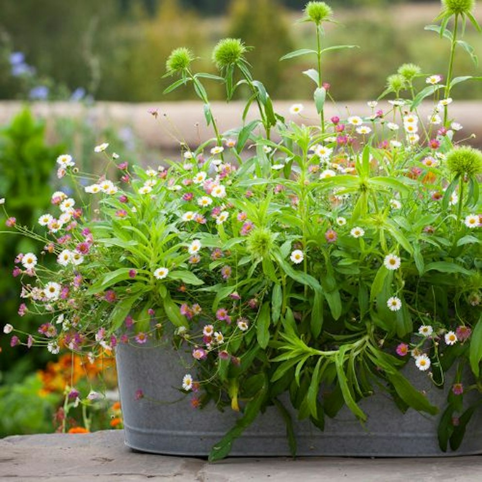 Best plants for window boxes in 2025