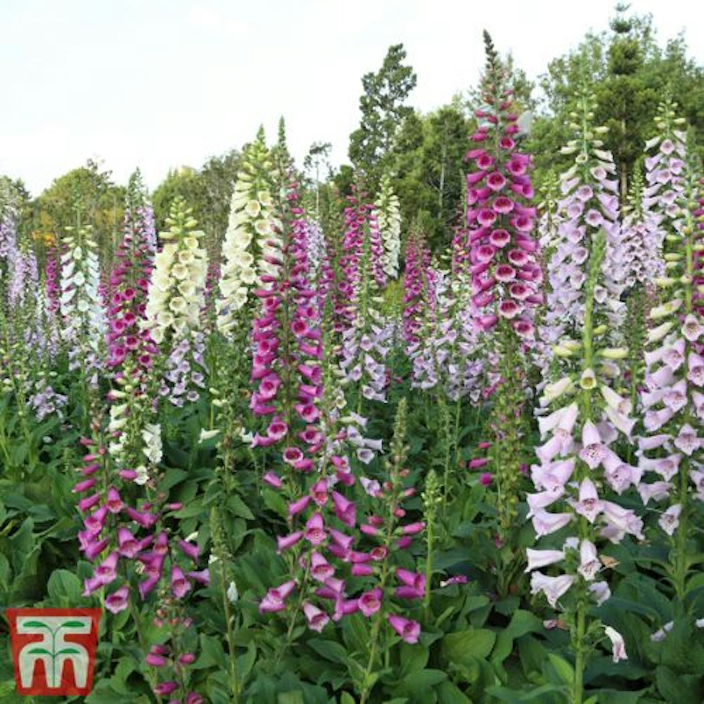 Foxglove 'Mixed'