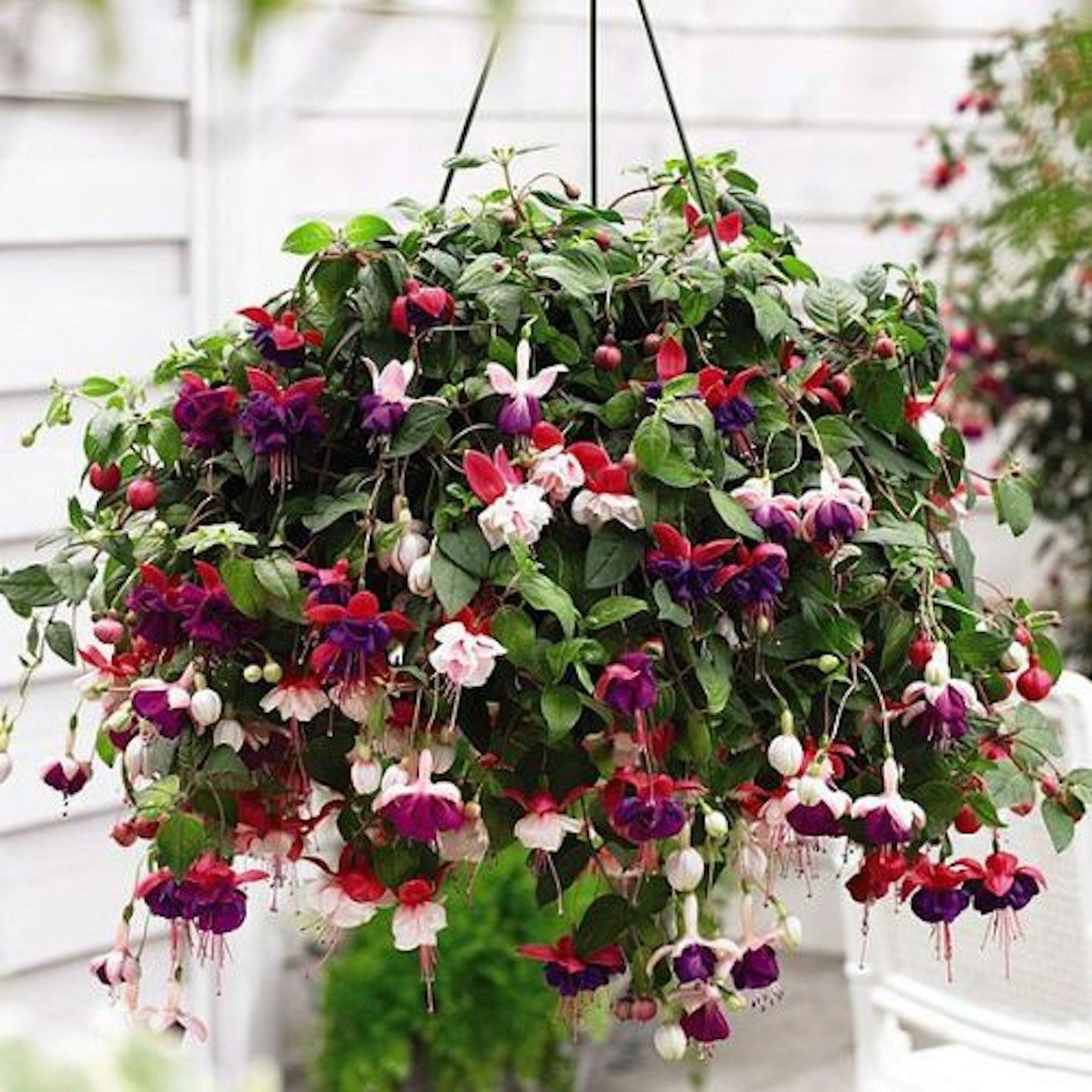 Fuchsia ‘Trailing Mixed’