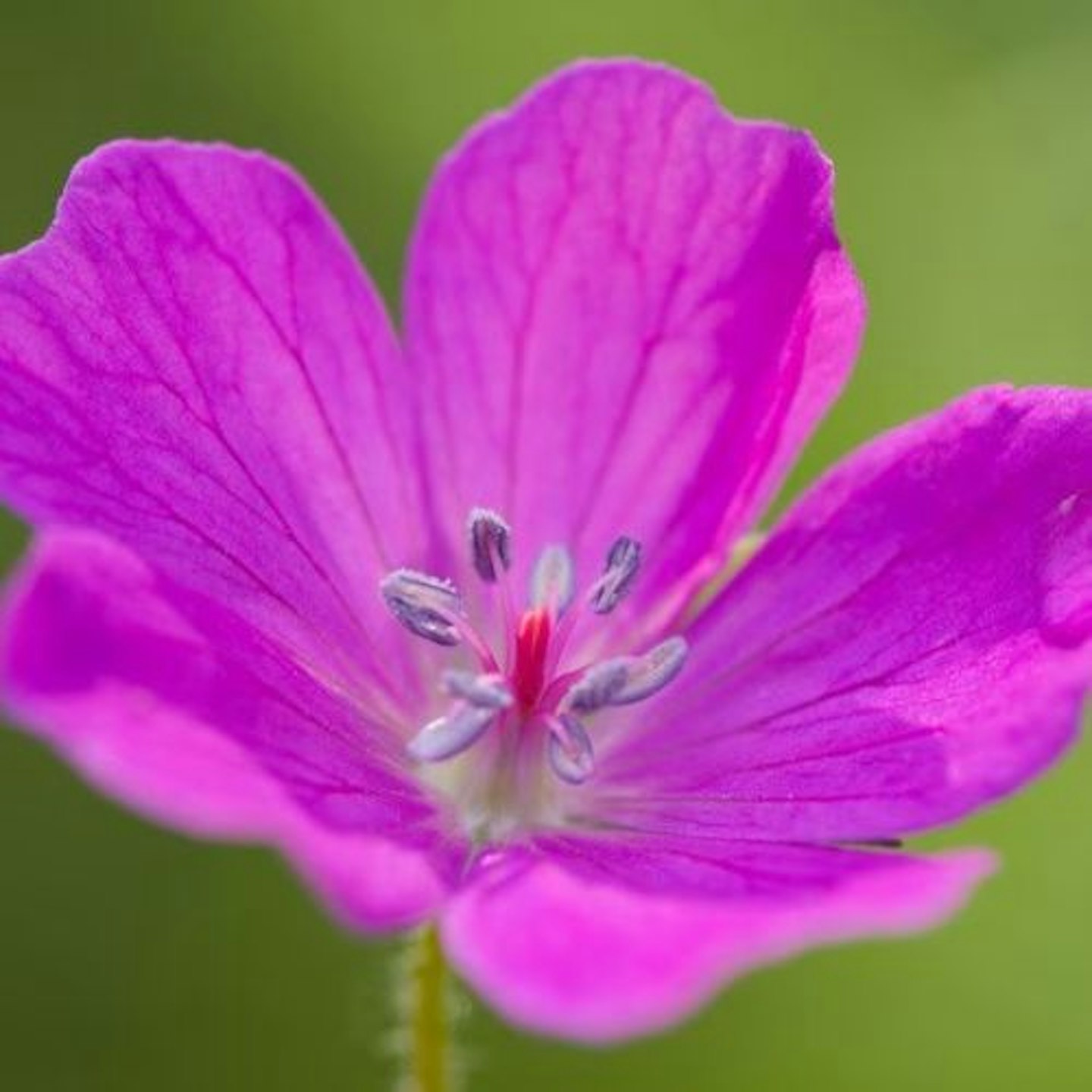 Geranium sanguineum 'Bloody Cranesbill'